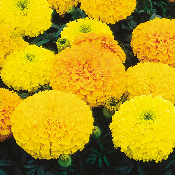 African Marigold (Tagetes erecta)