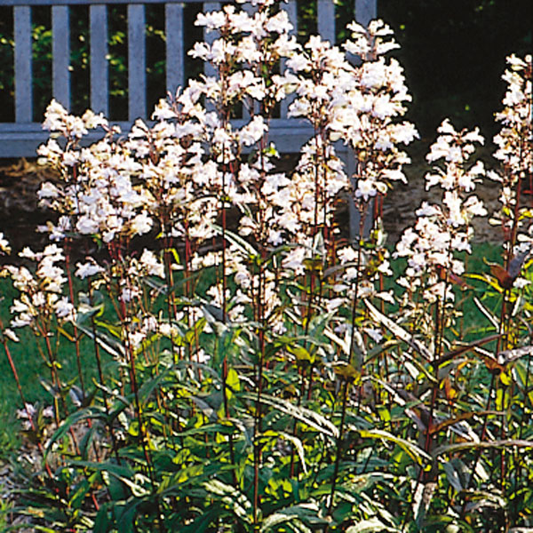 Penstemon, Foxglove Beardtongue (Penstemon digitalis)