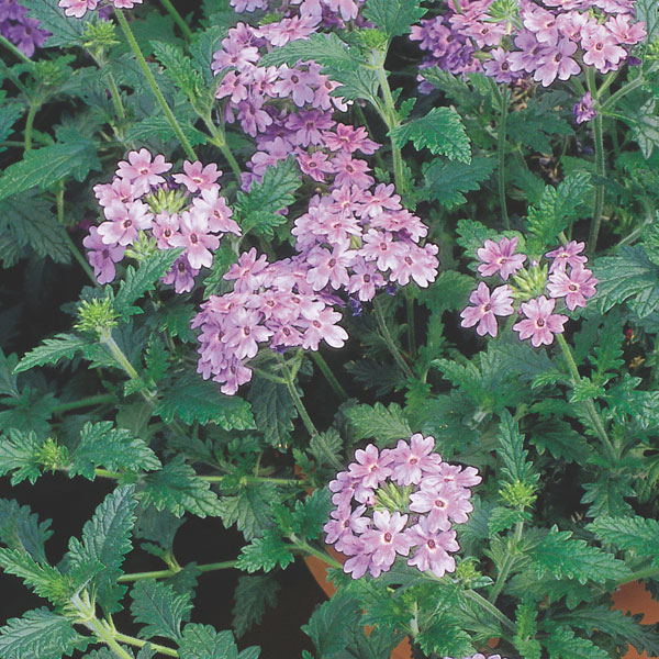 Trailing Verbena (Verbena x hybrida)