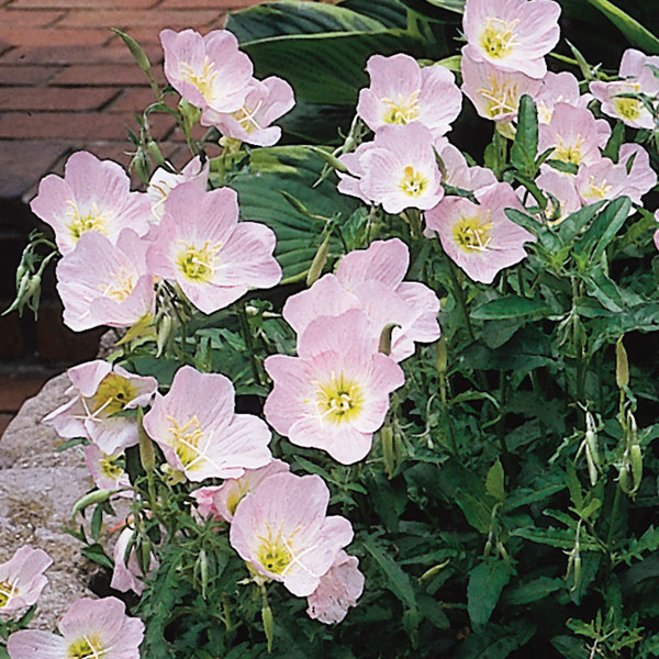 Evening Primrose (Oenothera berlanderi)