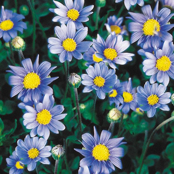 Blue Marguerite (Felicia amelloides)