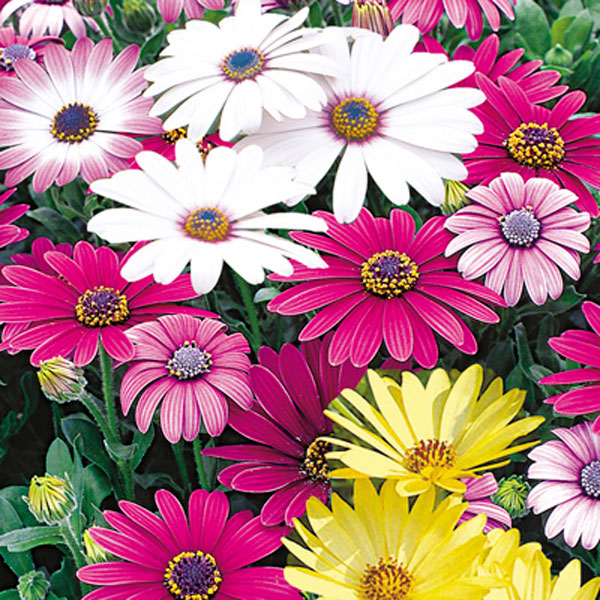 Osteospermum, African Daisy, Cape Daisy (Osteospermum )