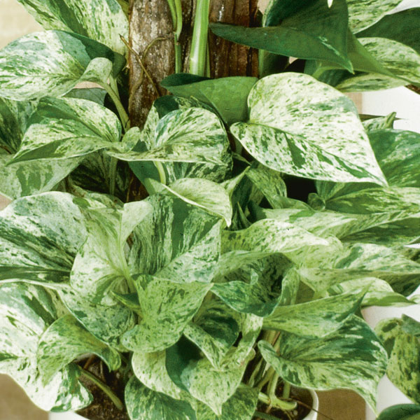 Pothos (Scindapsus Aureus)