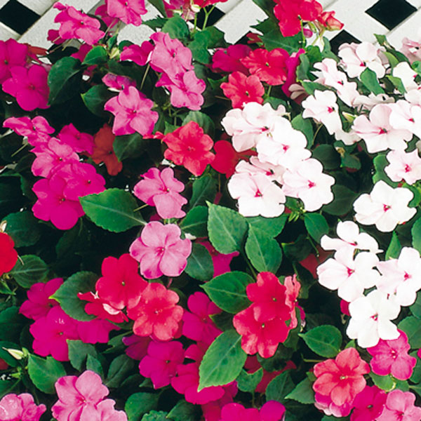 Impatiens (Impatiens walleriana)