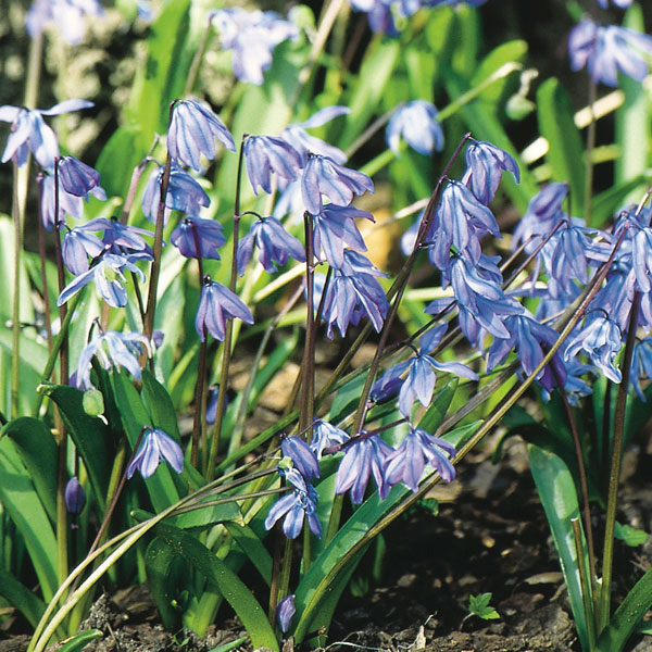 Siberian Squill, Wood Squill (Scilla siberica)