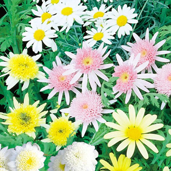 Argyranthemum (Argyranthemum frutescens)