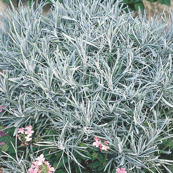 Icicle Plant, Silver Spike (Helichrysum thianschanicum)