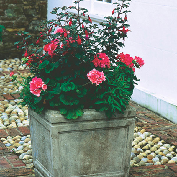 Zonal Geranium (Pelargonium x hortorum)