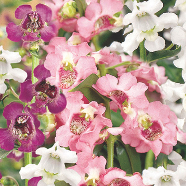 Angelonia (Angelonia angustifolia)