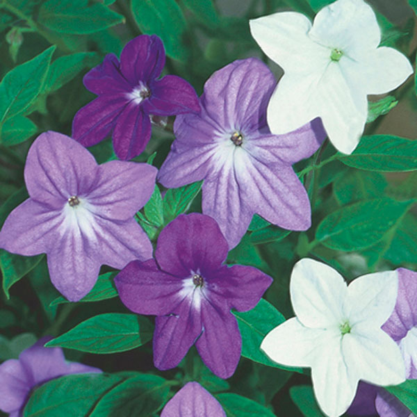 Browallia, Bush Violet (Browallia speciosa)