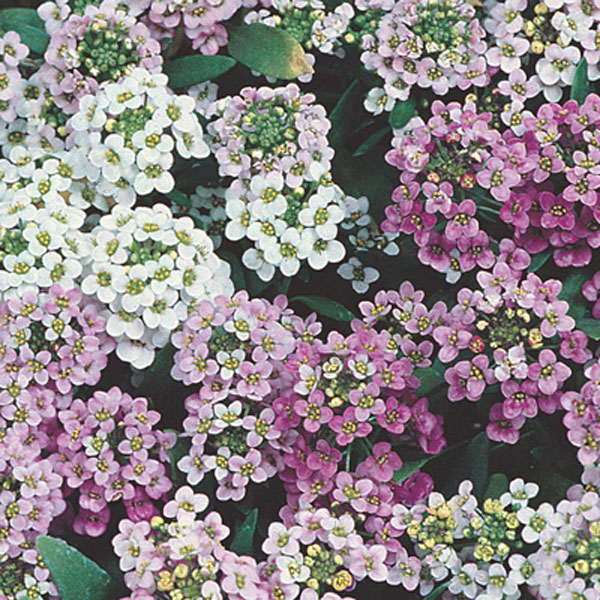 Sweet Alyssum (Lobularia maritima)