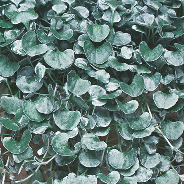 Dichondra, Silver Nickle Vine (Dichondra argentea)