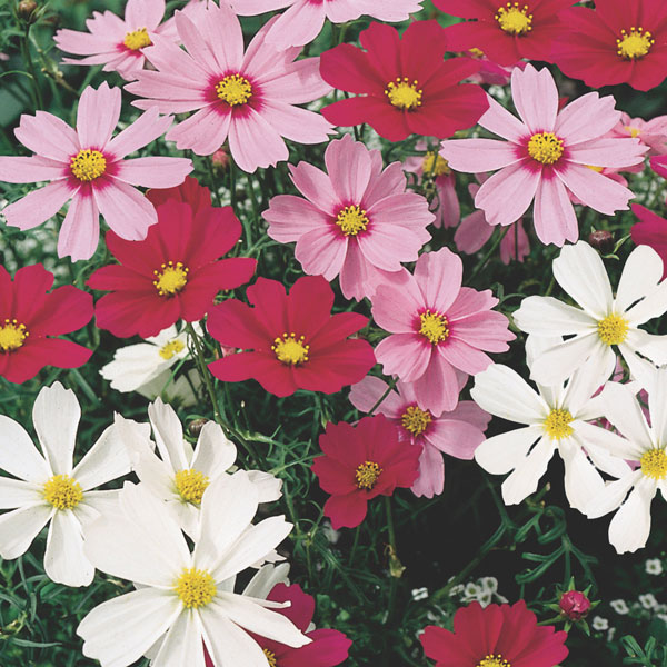 Cosmos (Cosmos bipinnatus)