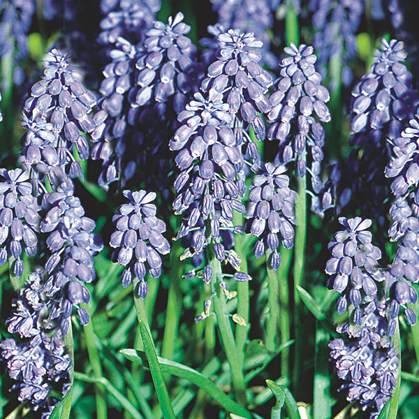 Muscari, Grape Hyacinth (Muscari armeniacum)