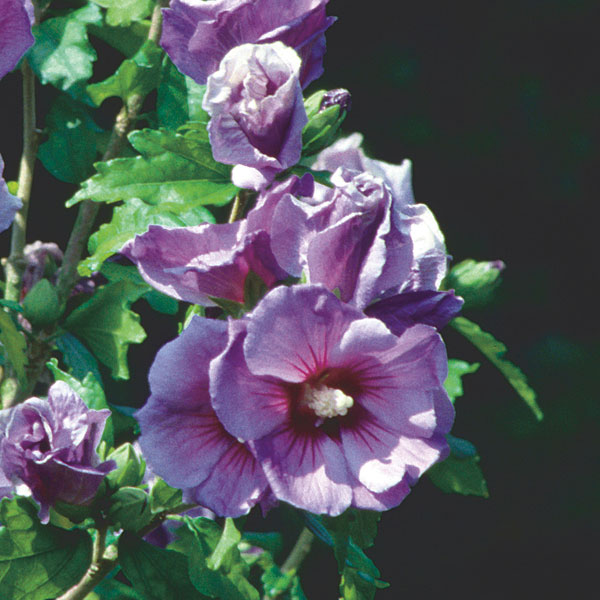 Rose of Sharon (Hibiscus syriacus)