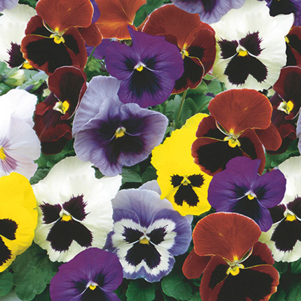 Pansy (Viola x wittrockiana)