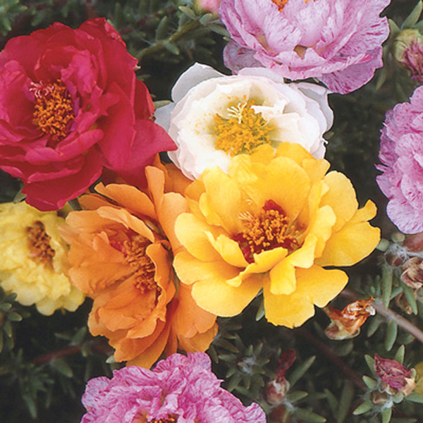 Portulaca, Moss Rose (Portulaca grandiflora)