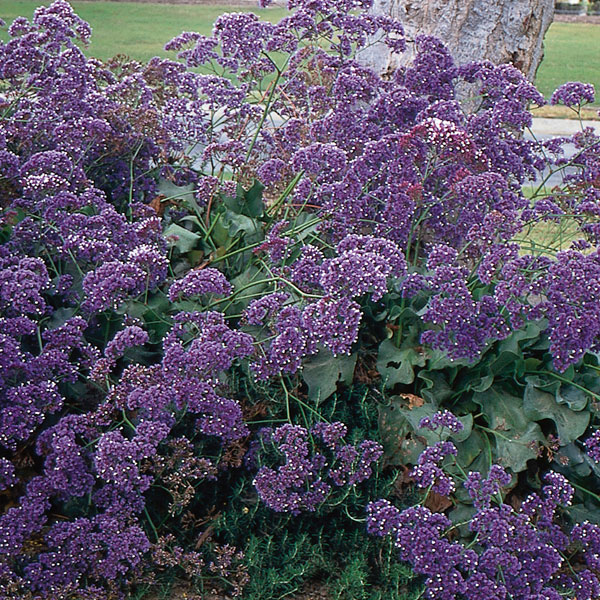 Statice, Sea Lavender (Limonium perezii)