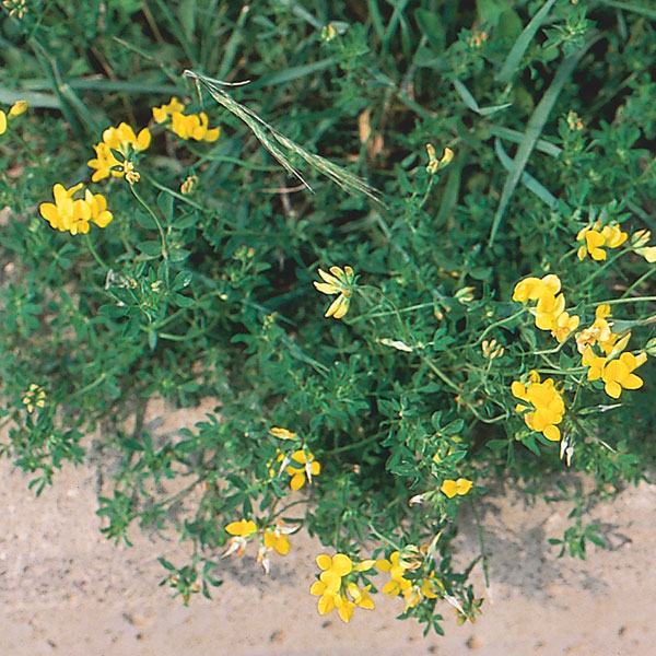 Double Bird's Foot Trefoil (Lotus corniculatus)