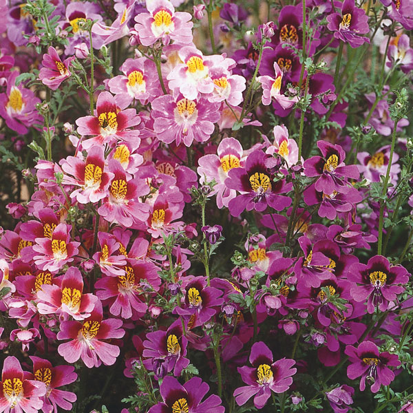 Schizanthus, Butterfly Flower, Poor Man's Orchid (Schizanthus )