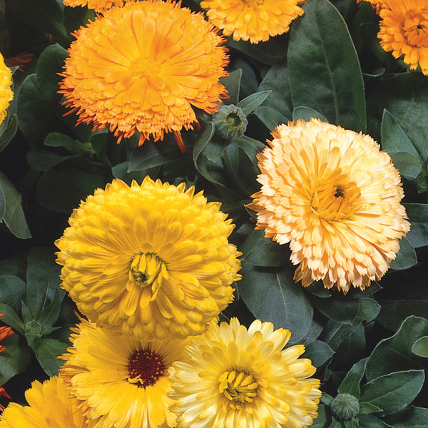 Calendula, English Marigold, Pot Marigold (Calendula officinalis)