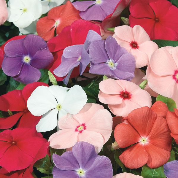 Vinca (Catharanthus roseus)