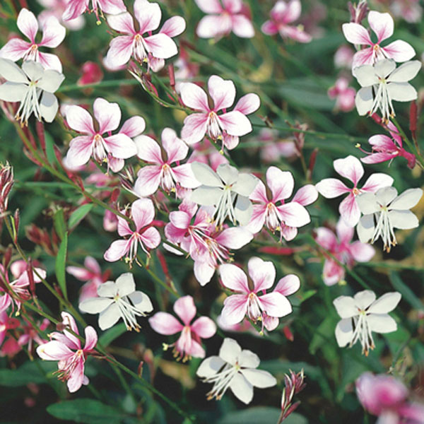 Wand Flower, Gaura, Indian Feather (Gaura lindheimeri)