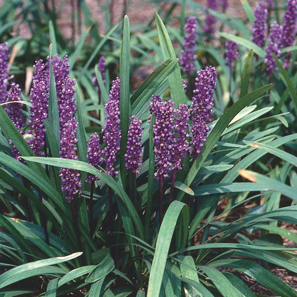 Liriope (Liriope muscari)