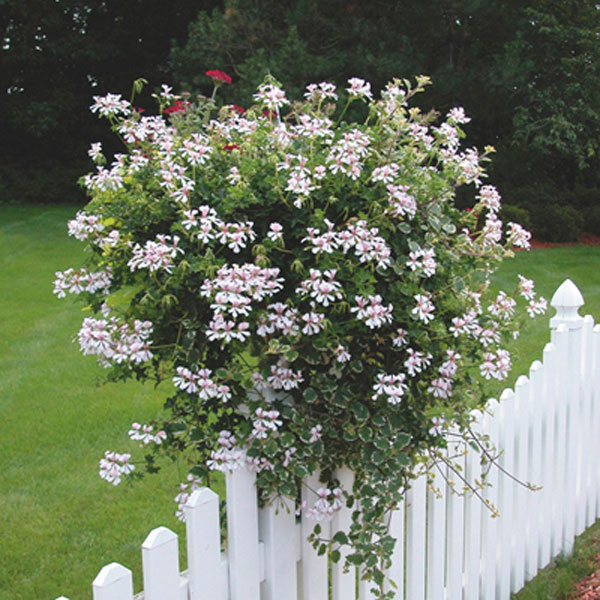 Ivy Geranium (Pelargonium peltatum)