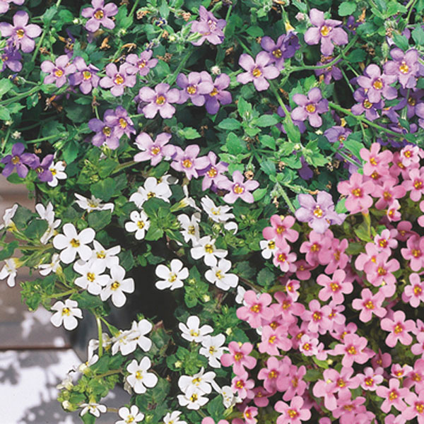 Bacopa (Sutera cordata)