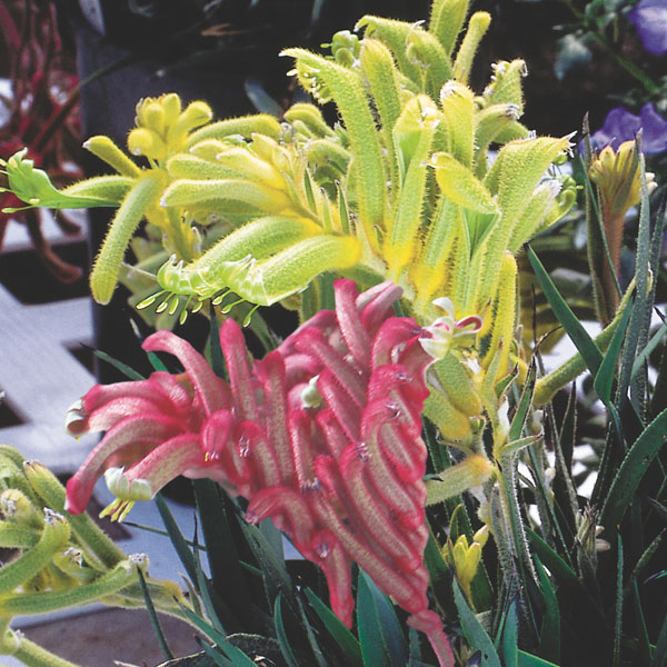 Kangaroo Paw, Cat's Paw (Anigozanthos hybrid)