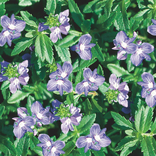 Creeping Speedwell (Veronica repens)