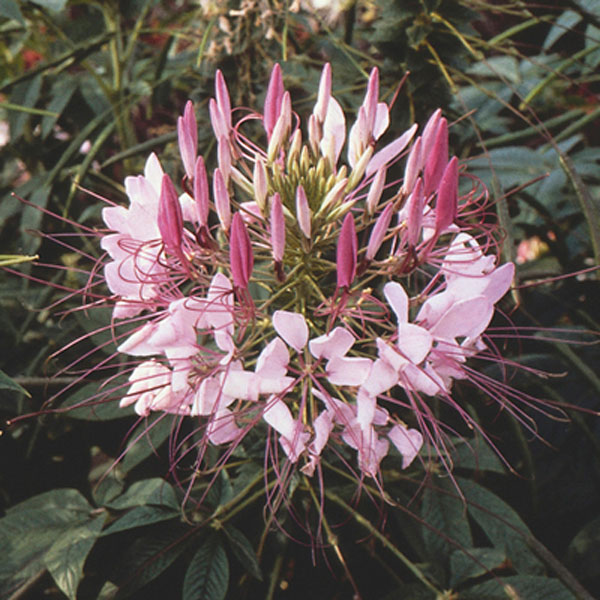 Cleome, Spider Flower (Cleome hassleriana)