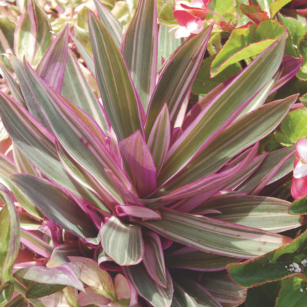 Oyster Plant, Moses-In-The-Cradle (Tradescantia spathacea)
