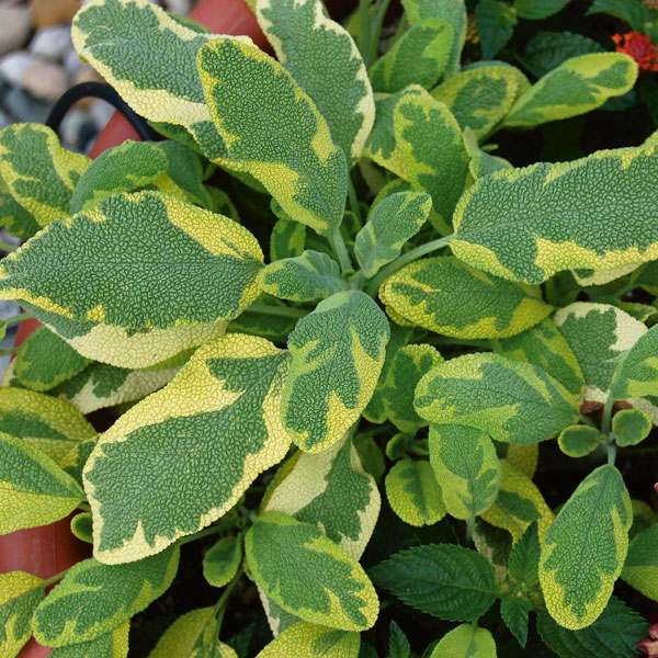 Golden Sage (Salvia officinalis)