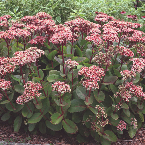 Upright Sedum (Sedum species)