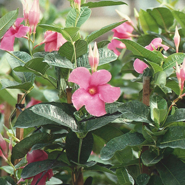 Mandevilla, Pink Allamanda (Mandevilla splendens)