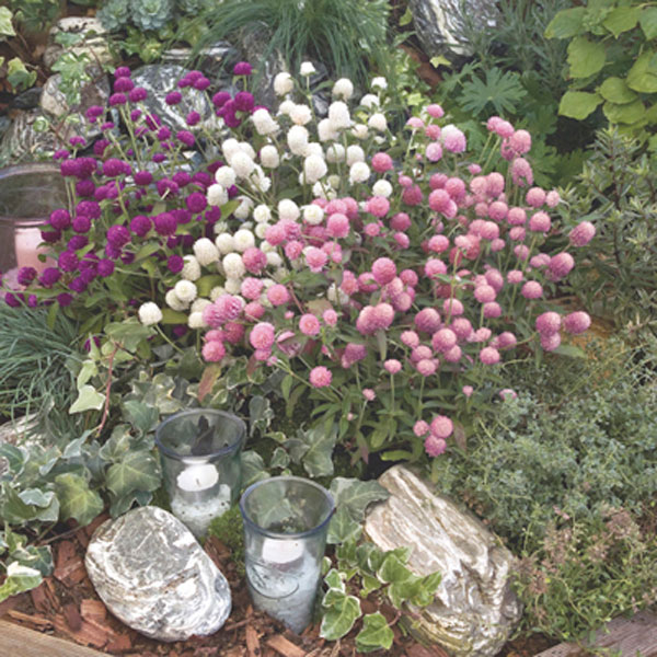 Gomphrena, Globe Amaranth (Gomphrena globosa)