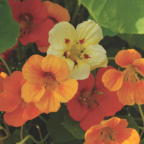 Nasturtium, Indian Cress, Monk's Cress (Tropaeolum majus)