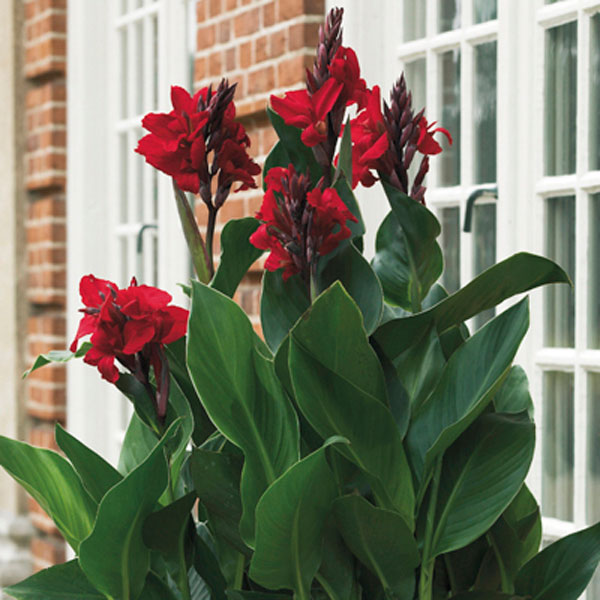 Canna Lily (Canna x generalis)