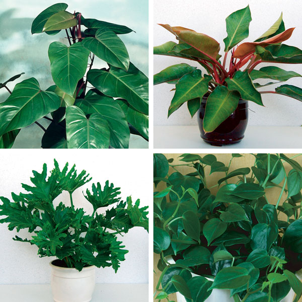 Philodendron (Philodendron species)