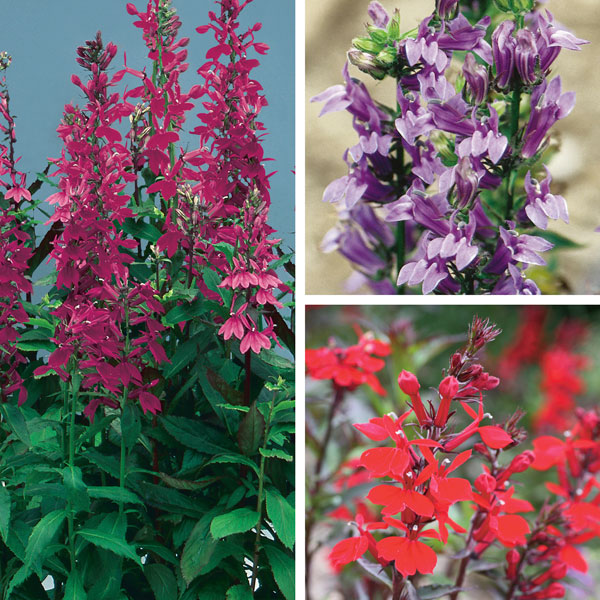 Lobelia, Cardinal Flower (Lobelia species)