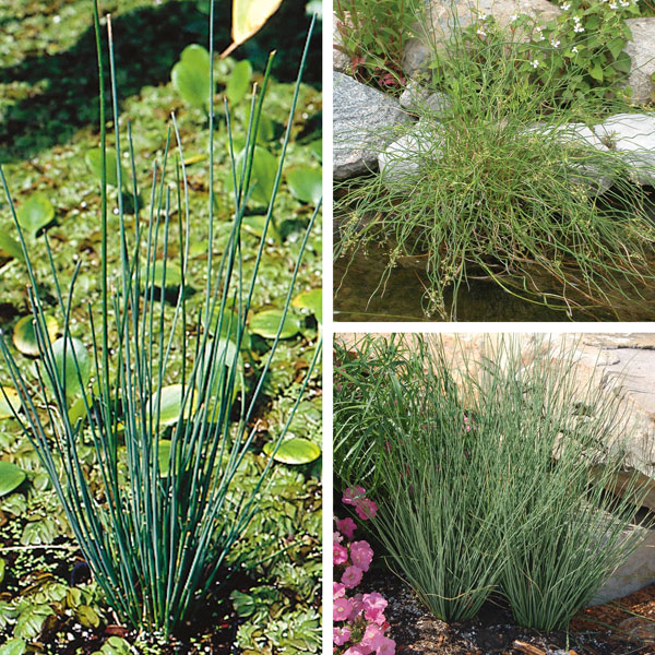 Juncus, Rush (Juncus species)