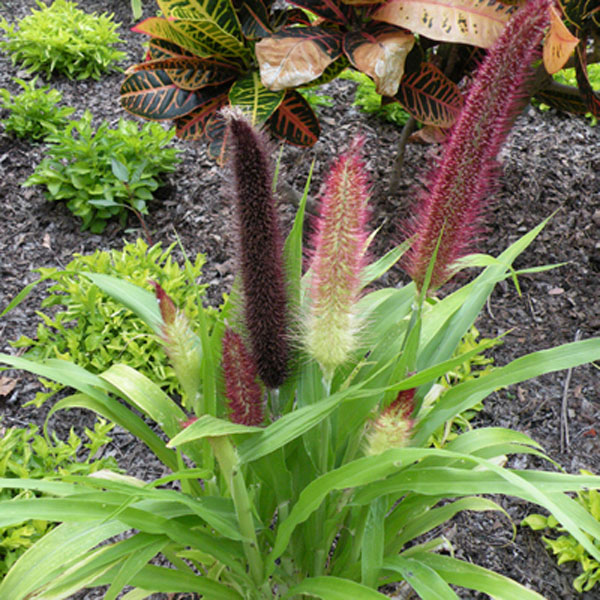 Ornamental Millet (Pennisetum glaucum)