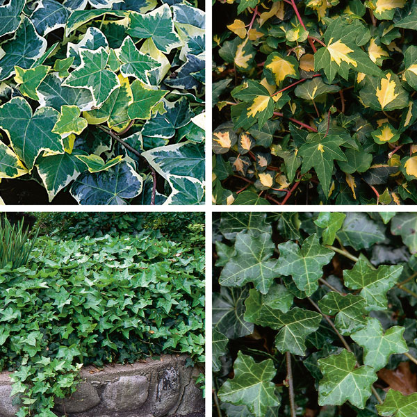 English Ivy (Hedera helix)