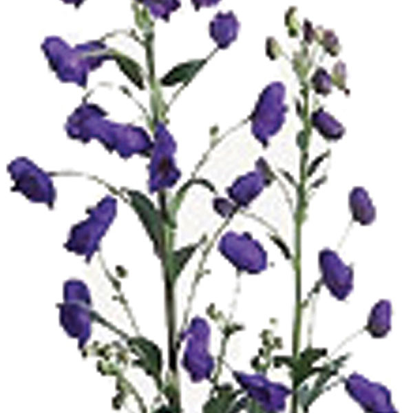 Monkshood (Aconitum species)