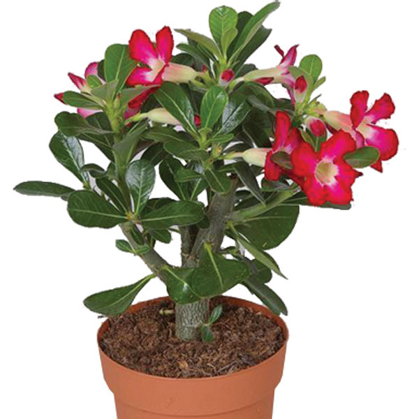 Adenium Obesum Variegata aka Desert Rose - agrohort.ipb.ac.id