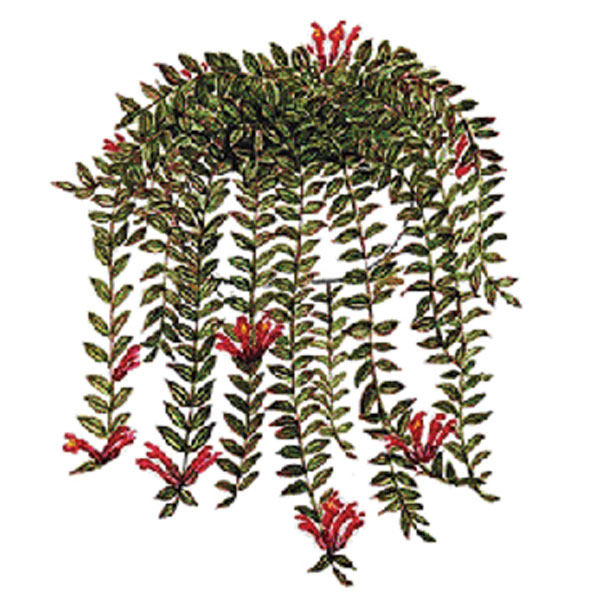 Lipstick Vine (Aeschynanthus radicans)