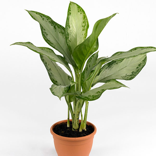 Chinese Evergreen (Aglaonema species)