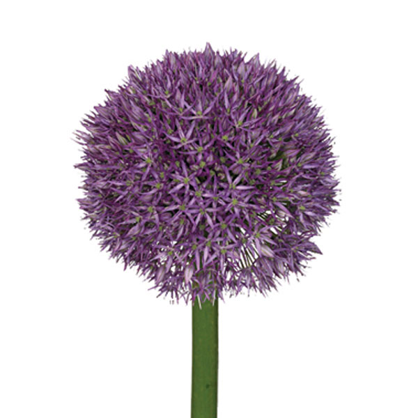 Allium, Ornamental Onion (Allium species)